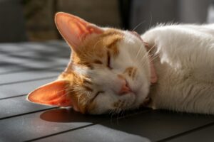 休職してから退職をするメリット3つ【仕事が辛い・辞めたい】