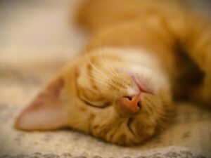 HSP・繊細さんが仕事を辞める前にやるべき5つのこと